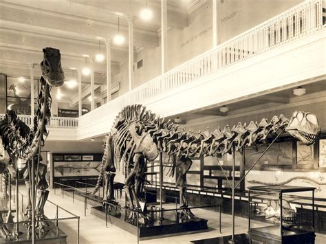 Forget Extinct: The Brontosaurus Never Even Existed .